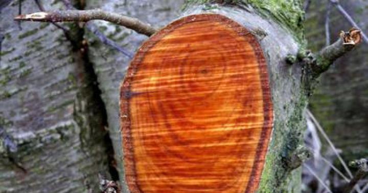 Древесина: свойства древесины различных пород