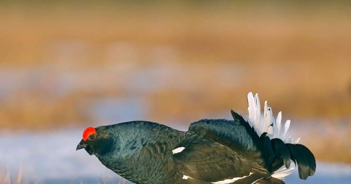 Тетерев-косач — птица с красными «ушками