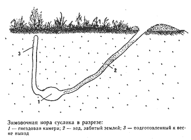 Норы сусликов схема