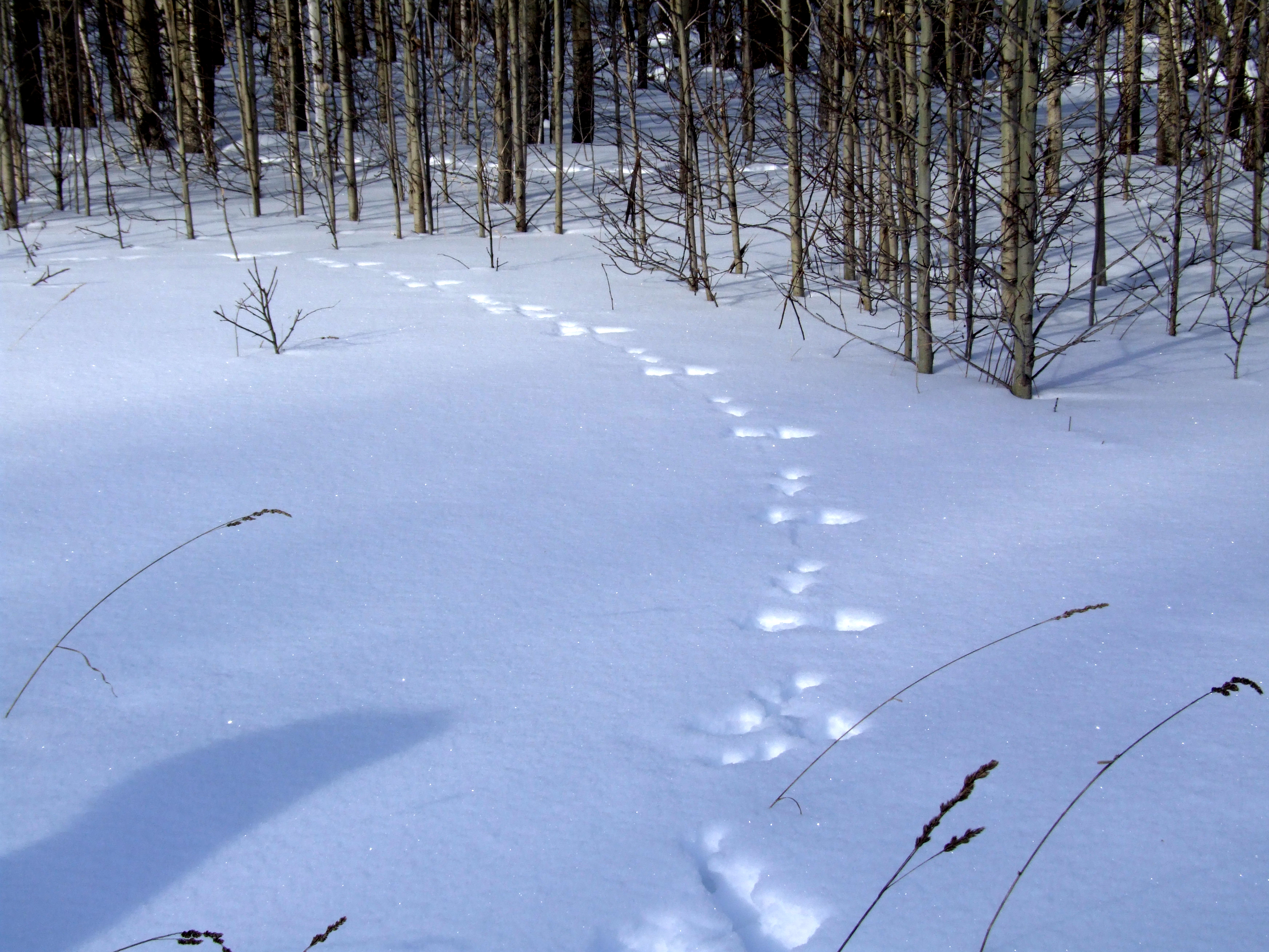 Заячьи и лисьи следы на снегу. Следы зайца русака. Следы зайца в зимнем лесу. Следы на снегу в лесу. Следы животных в лесу на снегу.