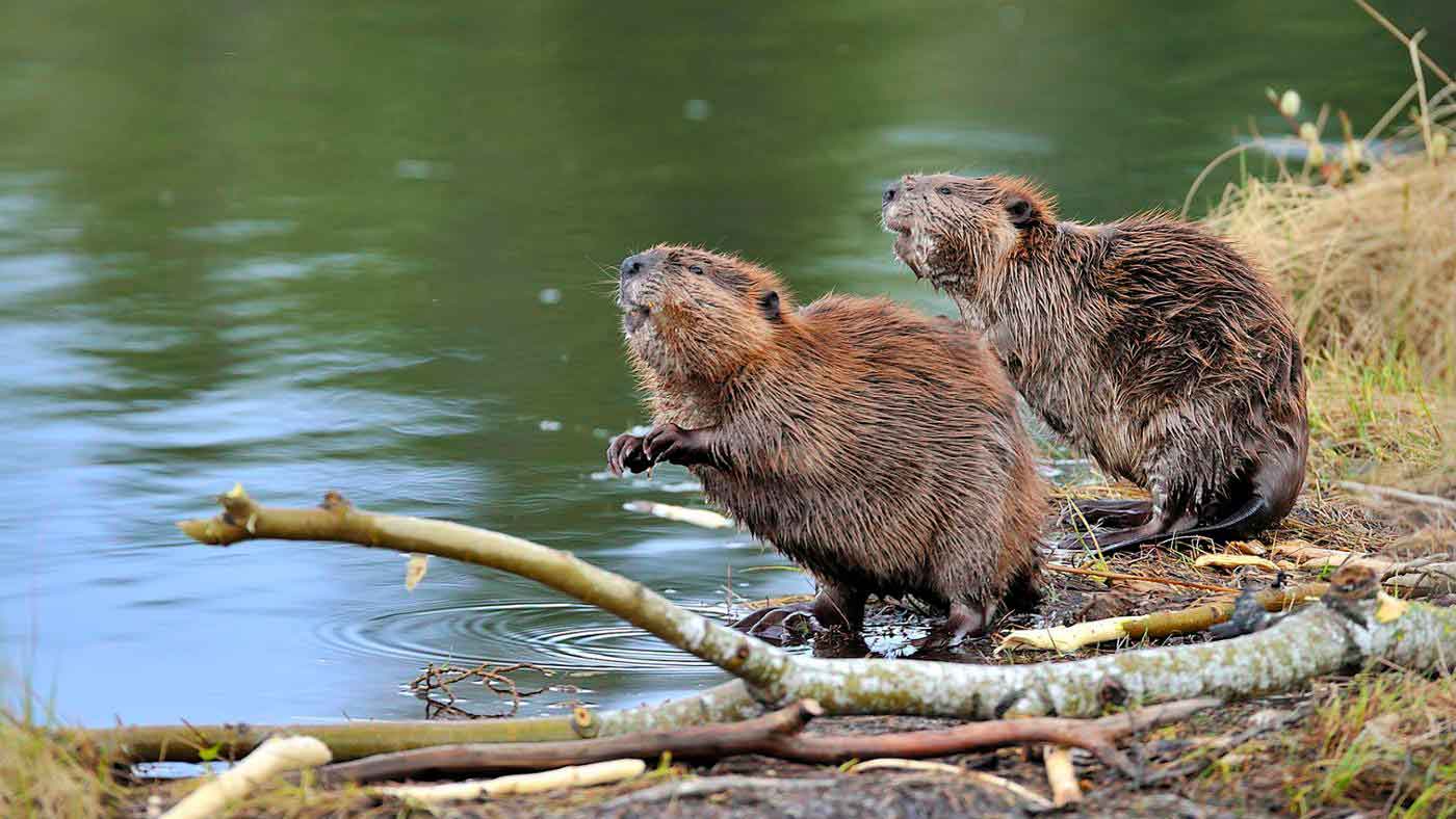 Kunduz Hayvani Kunduz Yasam Tarzi Ve Yasam Alani Beavers Caliskan Nehir Muhendisleri