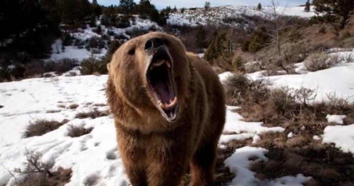 Правила поведения в лесу при встрече с медведем